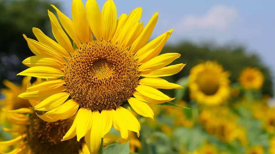 Sunflower